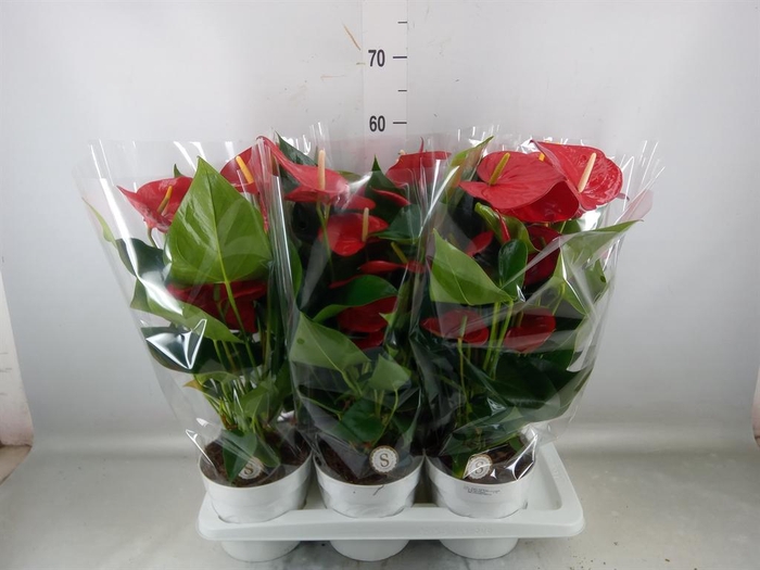 <h4>Anthurium andr. 'Minnesota'</h4>
