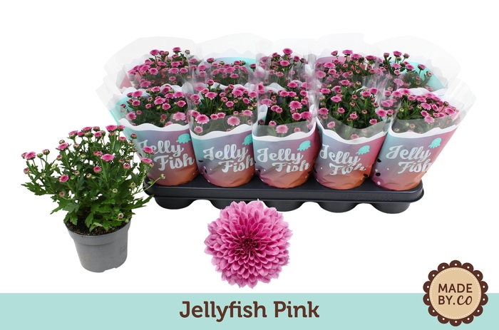 <h4>Chrysant Jellyfish Pink</h4>
