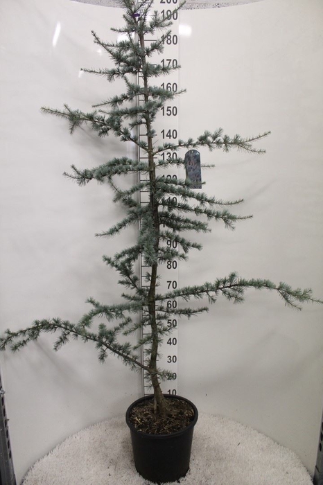 <h4>Cedrus libani 'Glauca'</h4>