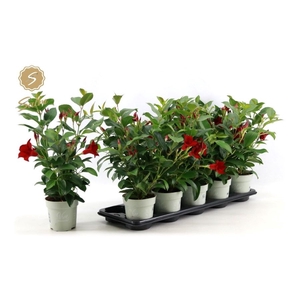 MANDEVILLA OV