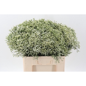 Lim Sin Sen P Colada