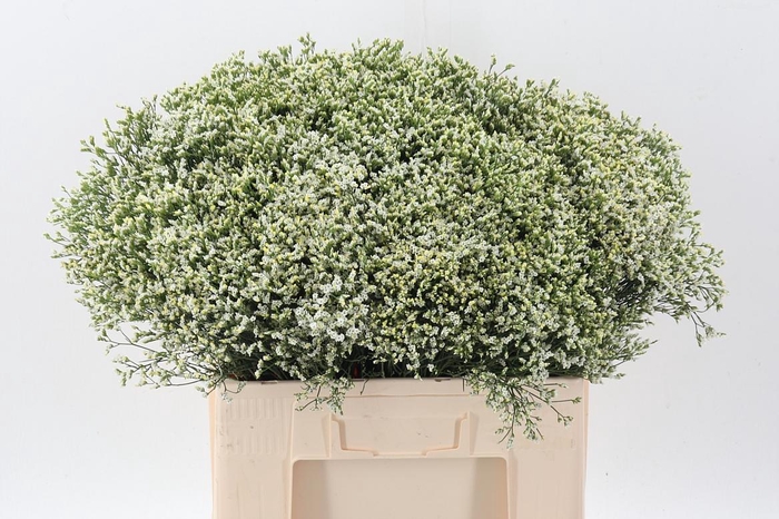 <h4>Lim Sin Sen P Colada</h4>