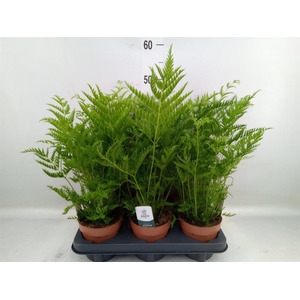 Pteris straminea