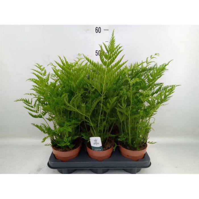 <h4>Pteris straminea</h4>
