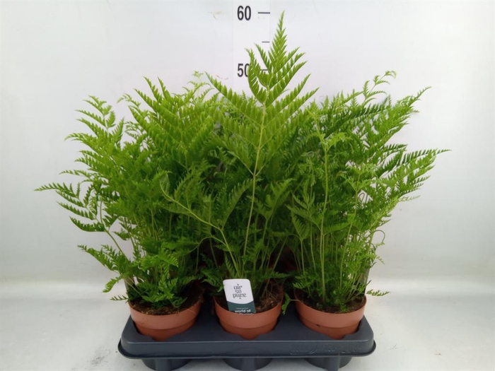 Pteris straminea