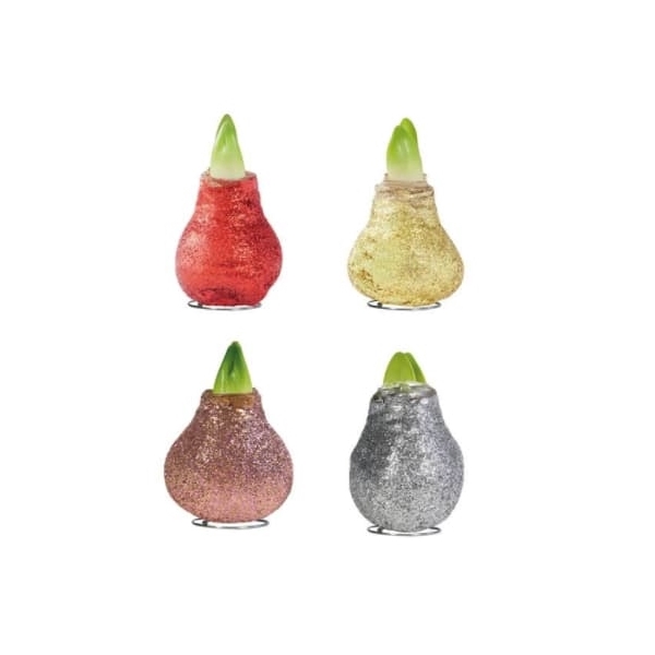<h4>Amaryllis Touch of Wax Magic Glitter Mixed 8x1, rode bloem, Tray408</h4>