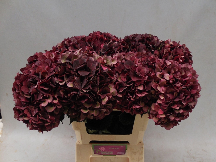 <h4>Hydrangea Mag Dark Ruby CL</h4>