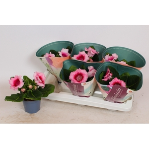 Sinningia 'Avanti Peach Rose'