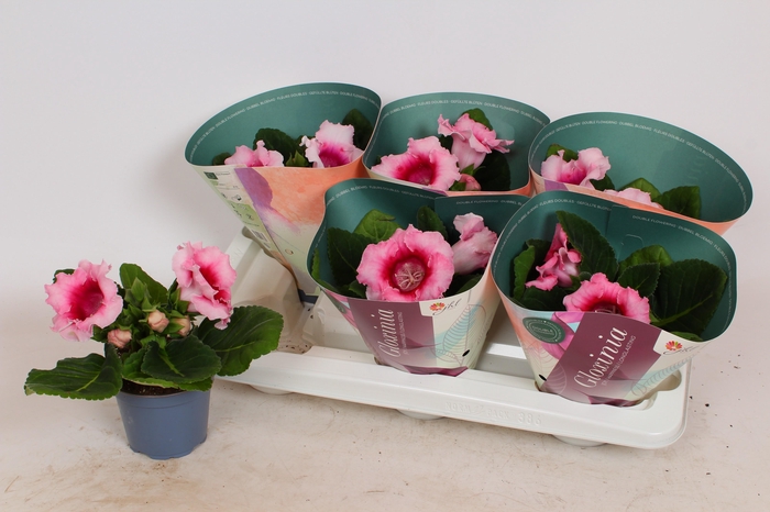 <h4>Sinningia 'Avanti Peach Rose'</h4>