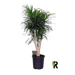 Dracaena refl.Anita vertakt