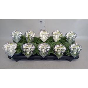 Saxifraga paniculata