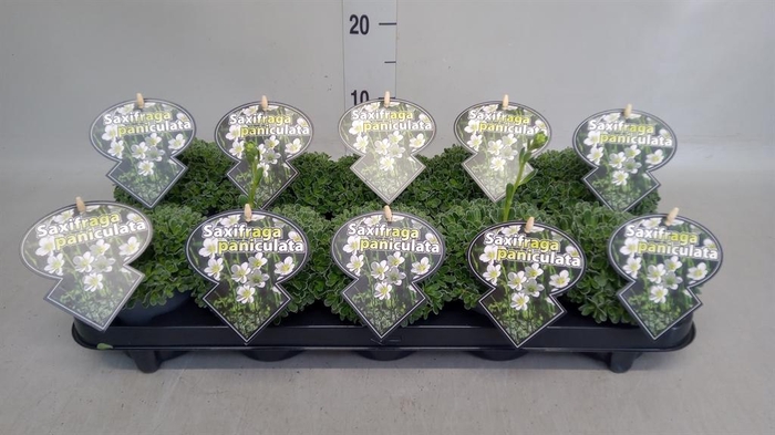 <h4>Saxifraga paniculata</h4>
