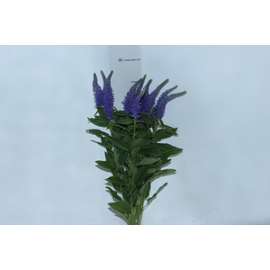 VERONICA LONGIFOLIA SKYLER BLUE 050 CM AZUL