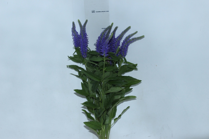 <h4>VERONICA LONGIFOLIA SKYLER BLUE 050 CM AZUL</h4>
