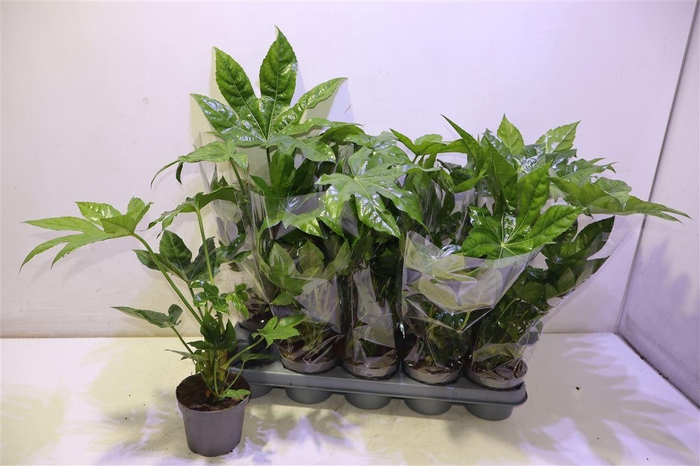 <h4>arr8 Fatsia Ov</h4>