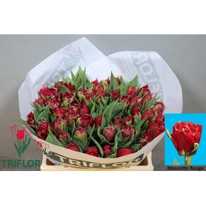 TU FR MASCOTTE ROUGE