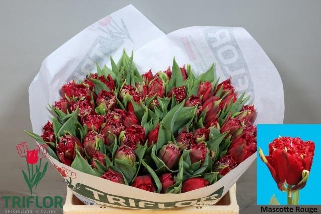 <h4>TU FR MASCOTTE ROUGE</h4>