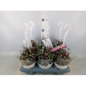 Ceropegia woodii 'Silver Glory'
