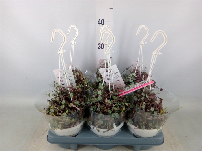 <h4>Ceropegia woodii 'Silver Glory'</h4>
