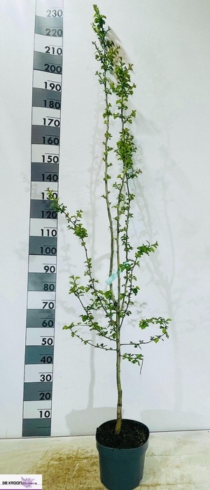 <h4>CRATAEGU M PAULS SC</h4>