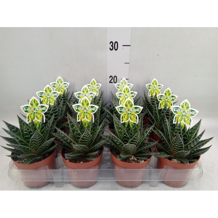 <h4>Aloe aristata 'Tiki Tahi'</h4>