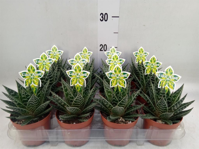 Aloe aristata 'Tiki Tahi'