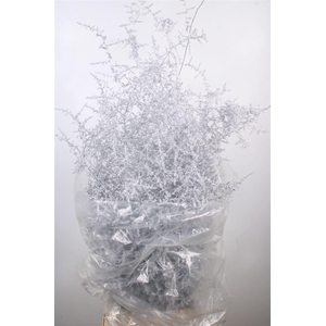 Asparagus Salv. White