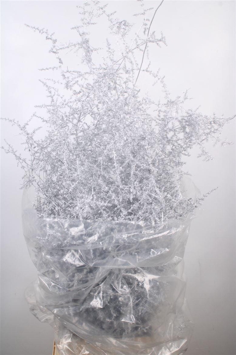 <h4>Asparagus Salv. Silver</h4>