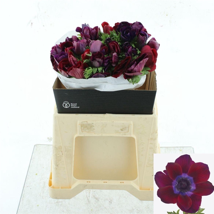 <h4>ANEM CO MIS BORDEAUX</h4>