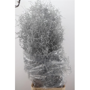 Sprengerie Wild Silver P Stem