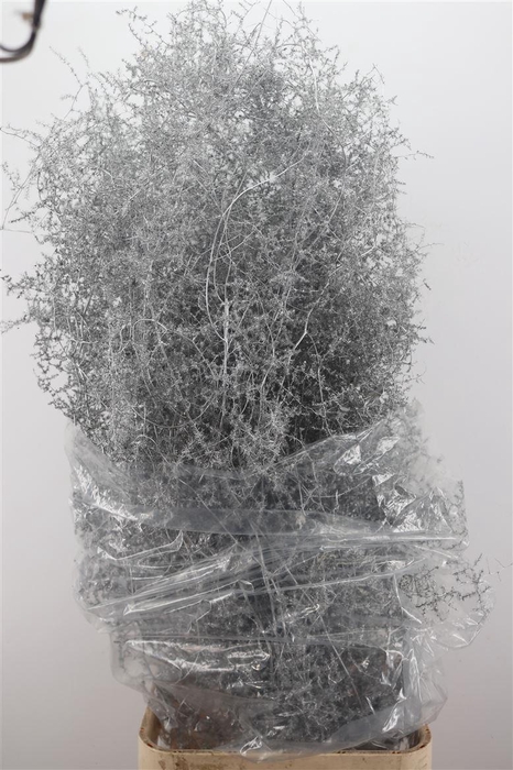 <h4>Sprengerie Wild Silver P Stem</h4>