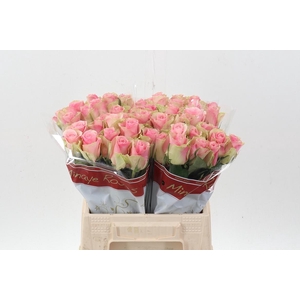 R Gr Belle Rose