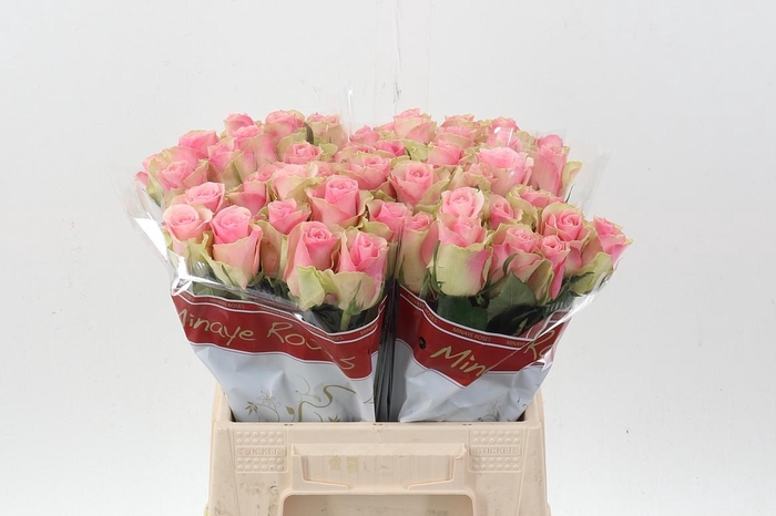 <h4>R Gr Belle Rose</h4>