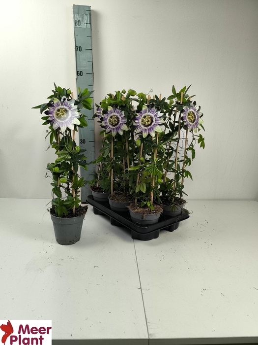 <h4>PASS CAERULEA</h4>