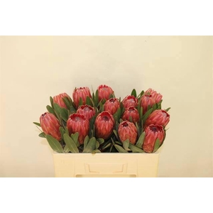 PROTEA RED ICE