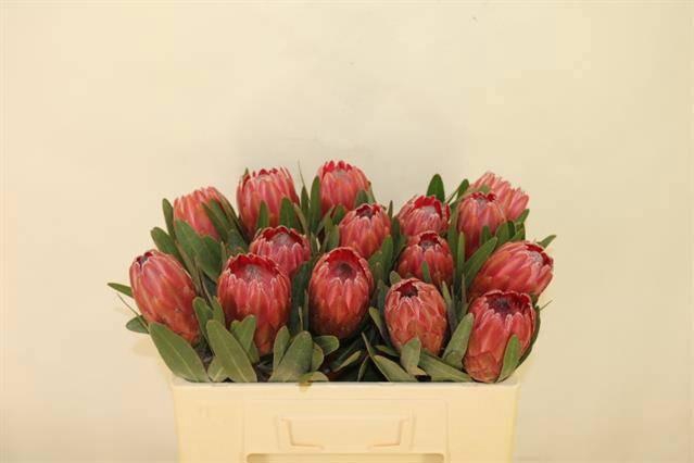 <h4>PROTEA RED ICE</h4>