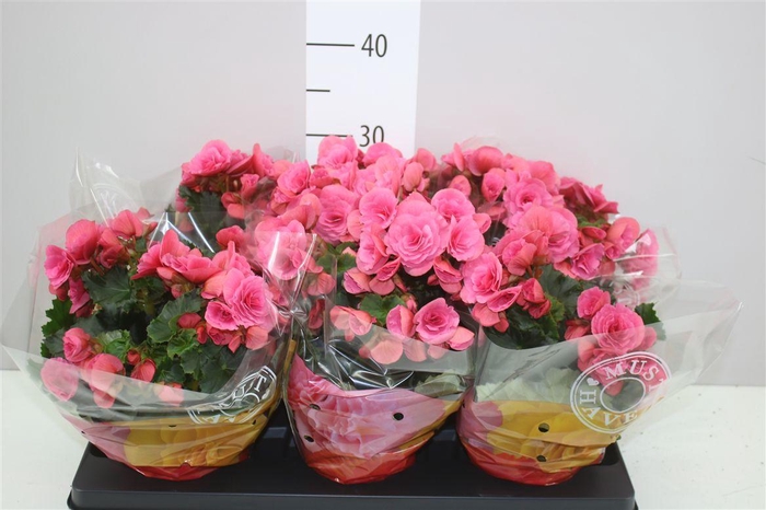 <h4>Begonia Du Berseba</h4>