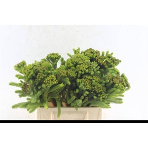BRUNIA ALBIFLORA