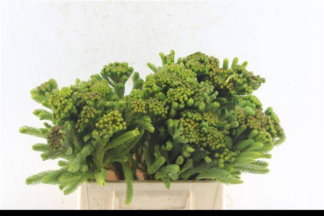 <h4>BRUNIA ALBIFLORA</h4>