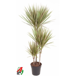 Dracaena Bicolor