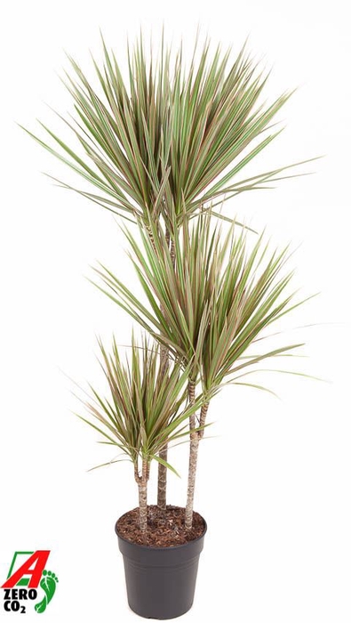 Dracaena Bicolor