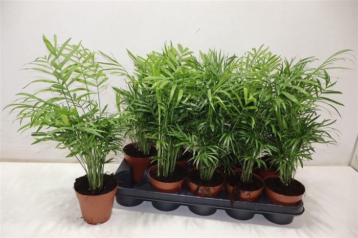 <h4>Chamaed Elegans</h4>