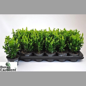 BUXU SEMPERVIRENS