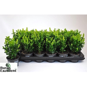 BUXU SEMPERVIRENS