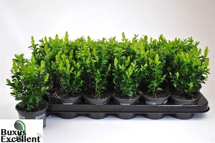 <h4>BUXU SEMPERVIRENS</h4>