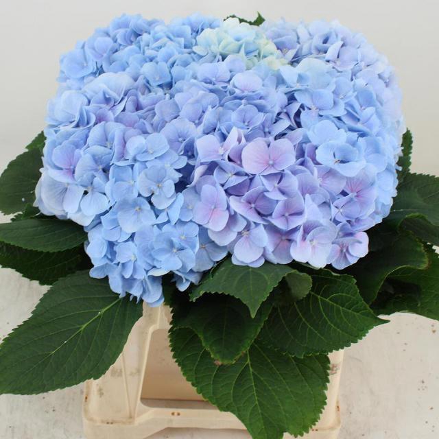<h4>HYDR M CH VERENA BL</h4>