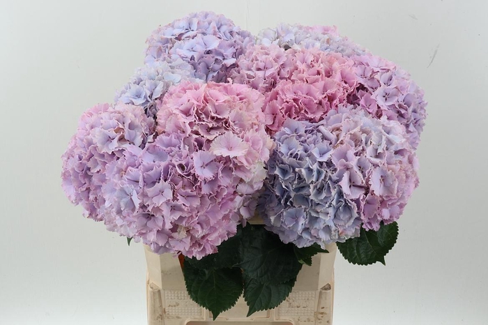 <h4>Hydr M My Primavera</h4>