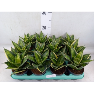 Sansevieria trifa. 'Hahnii'