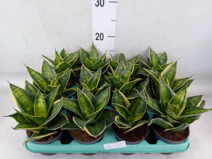 <h4>Sansevieria trifa. 'Hahnii'</h4>
