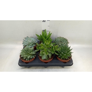 Succulents   ...mix 6